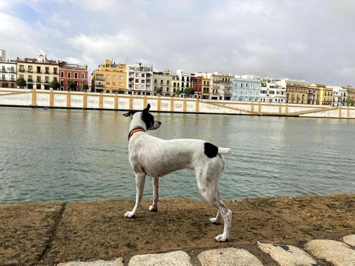Mara Arenal Sevilla